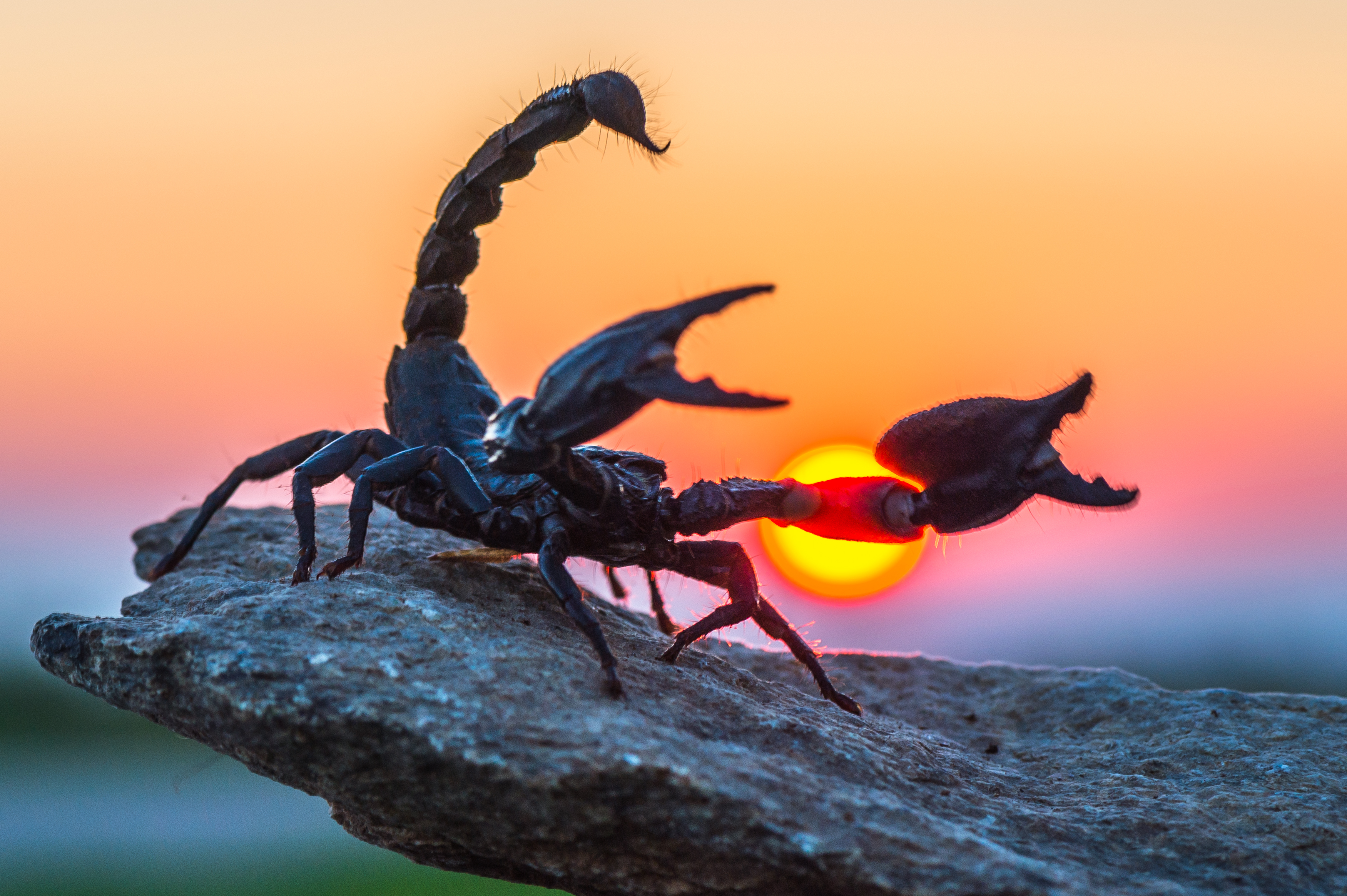 an asian forest scorpion at dusk